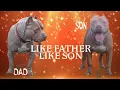How to breed American Bullies