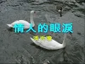 情人的眼淚~潘秀瓊