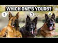 Types of German Shepherds And How to Identify Them