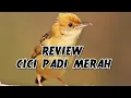 Download Lagu REVIEW BURUNG CICI PADI MERAH | CICI MERAH GACOR | SALOME GACOR | PRENJAK PADI GACOR