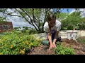 How to Plant Texas Superstar New Gold Lantana Perennials with Rachael V Peterson