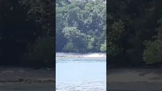 How long can you look at one deer for? Apparently awhile 😂 #sailingfamily #deer #boatlife