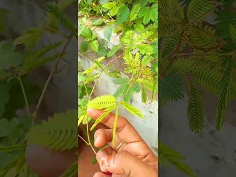 💫🔥பழங்கால sensor ...💚🌱🤩|நீங்க விளையாடி இருக்கீங்களா...??#shorts #reels #old #viral #nature #relaxing