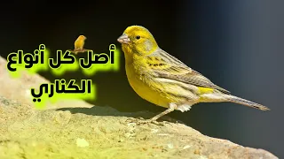 طيور برية الحلقة 16 الكناري البري الأصلي 