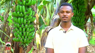 Dokimantarii Gommaa Dachee Argama Bunaa 