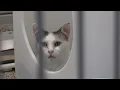 Everything you need to know about Cape Cod s MSPCA