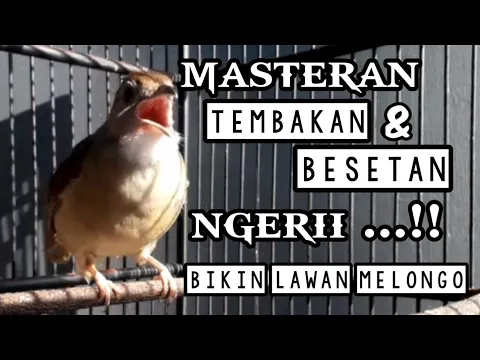 Download MP3 kapas tembak gacor ..!! masteran wajib semua burung