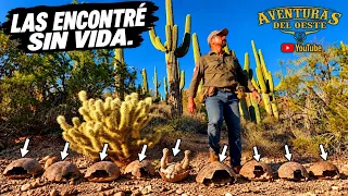 AVENTURA 619 NUNCA HABIA ENCONTRADO TANTAS SIN VIDA