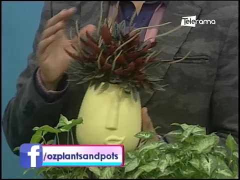 Aprendamos tips para el cuidado de nuestras plantas