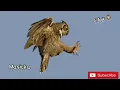 Masicka- Man a King Inna Earth (lyric video)