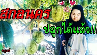 สกลนคร!!!ปลูกทุเรียนได้ผลแล้ว  พูใหญ่ต้นเตี้ยผลดกภูพานสวนลุงสุบิน กับหนูเมย์Durian garden2020 #17