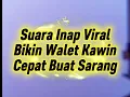 Download Lagu Suara Inap Viral Birahi Walet – Bikin Walet Cepat Kawin \u0026 Cepat Buat Sarang 🕊️