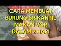 Lagu Proses Cepat Srikantil Batu Mau Makan Vor Dalam 2 Hari