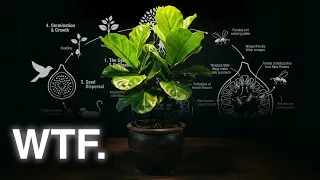 Le cycle de vie "impossible" des plantes d'intérieur