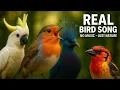Download Lagu Suara Burung untuk Tidur, Belajar \u0026 Relaksasi | Kicauan, Nyanyian \u0026 Suasana Alam yang Nyata – Tanpa Musik