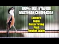 Download Lagu MASTERAN SUARA CENDET GACOR FULL ISIAN LOVEBIRD GEREJA SOGON PLECI TENGKEK 100% SUKSES BIKIN JUARA