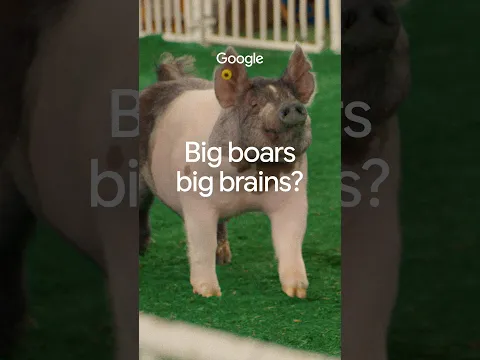 Can pigs breathe through their 🍑?