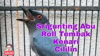  masteran srigunting roll tembakan cililin kenari