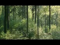 Download Lagu 🌳 4K - Relaxing Nature Sounds For Stress Relief, Forest Sounds, Bird Song