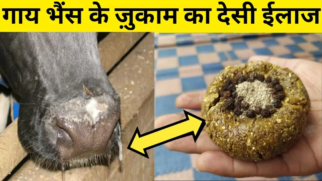 गाय/भैंस के जुकाम का No.1 देसी ईलाज |Pashu me sardi jukham|Cold cough treatment in animals.