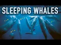 The Fascinating Way Sperm Whales Sleep