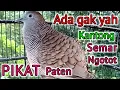 Download Lagu PERKUTUT LOKAL-kantong semar suara jernih cocok untuk membidik perkutut lain.tes