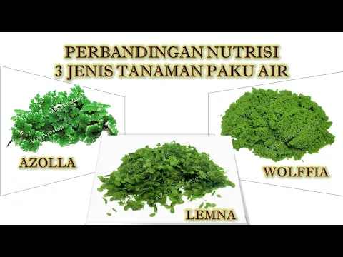 Analisis Kandungan Gizi Azolla, Lemna, dan Wolffia sebagai Alternatif Pakan Ikan