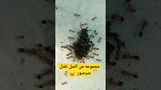   مجموعة من النمل تنجح في قتل صرصور    دندنها