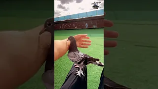 طير حمام تركي قلاب 