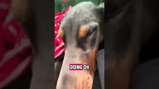 Good morning!! Hope you have a great day ! #fyp #doberman #pets #dream #vlog