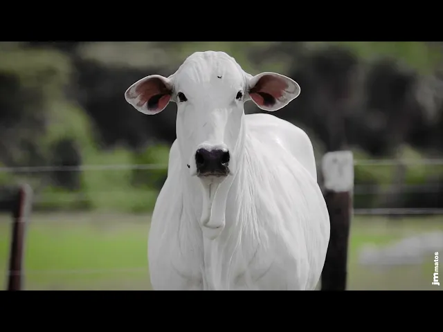 Novilha Nelore AFOM - 5342