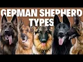 8 German Shepherd Breed Types - Simply Explained