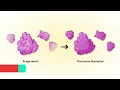 Medical illustration tutorial step by step: How to draw a molecule from sketch to vector