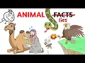 Download Lagu Animal Lies That You Actually Believe - Part 1