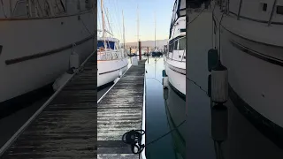 #fyp #dream #sailing #doberman #pets #nature #wildlife
