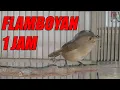 Download Lagu MASTERAN BURUNG FLAMBOYAN GACOR 1JAM COCOK BUAT PANCINGAN FLAMBOYAN