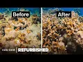 Restoring Florida s Dying Coral Reefs Refurbished Insider