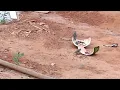 Download Lagu Conheci apenas o pássaro maior, já os menores, não sei os nomes.