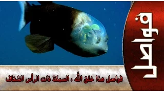 هذا خلق الله ::: سمكة الباريلاي