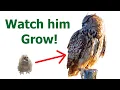 THE FIRST YEAR WITH MY OWL One week old owl How to raise an owl How to train an owl