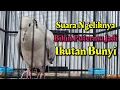 Download Lagu PUTER PELUNG GACOR SUARA NEKAN NGELIK UNTUK MELATIH PUTERMU AGAR IKUTAN NGELIK DIJAMIN AMPUH