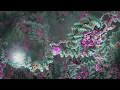 DNA Damage and Repair