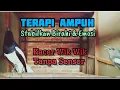 Download Lagu Kacer Minta Kawin Bongkar Materi Terapi Ampuh Stabilkan Birahi dan Emosi/Kacer Ngobra #burung