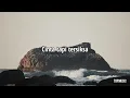 Pilihan yang terbaik ~ Ziva magnolya (lirik lagu) | TOP music