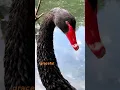 Download Lagu 🖤🦢The Beautiful Black Swan Bird #birds #bird #swan #wildlife #shortvideo