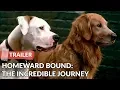 Download Lagu Homeward Bound: The Incredible Journey (1993) Trailer HD | Michael J. Fox | Sally Field