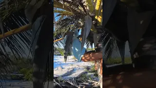 Collect, crack, feast 🥥🌴🇧🇸