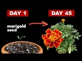 Download Lagu Growing Marigold Flower From Seed - 45 Days Time Lapse