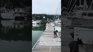 Good morning.. #fyp #dream #youtube #pets #doberman