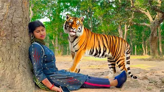 Tiger Attack On School Girl In The Forest | Tiger Attack Village Stories